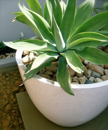 Lion's tale plant 